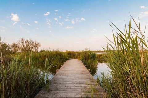 lac-roseau-passerelle-illustration-pretexte