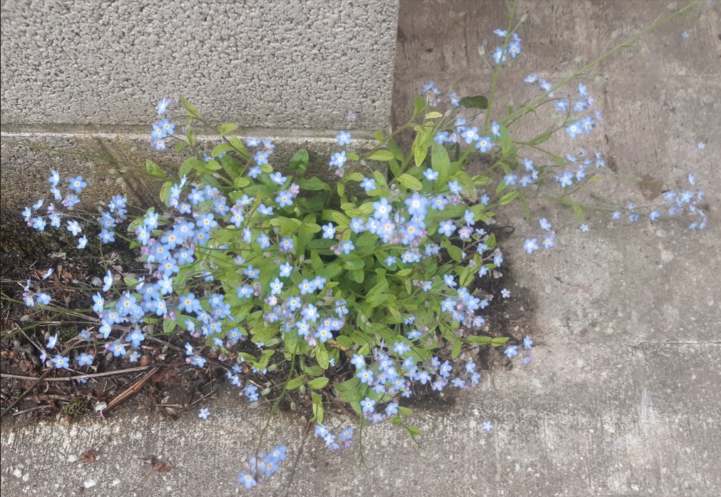 myosotis pied façade