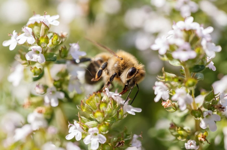 thym-avec-abeille-illustration-pretexte